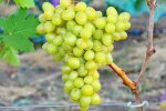 Виноград, фото из свободных источников