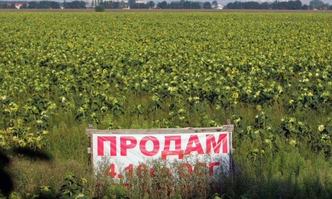 Рынок земли: количество сделок перевалило за первую тысячу 