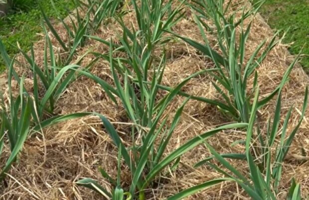 Грядки часнику, кадр з відео