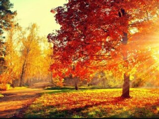 Осінь, фото з вільних джерел