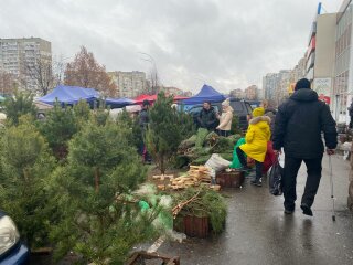 Елки, фото: uafinance.net