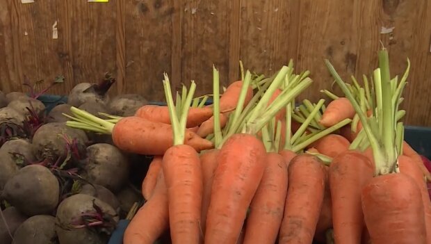 Цена на морковь в Украине