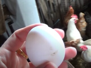 Ціни на яйця в Україні