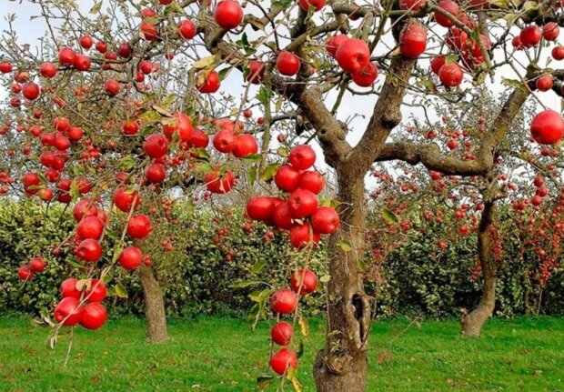 Сад, яблоня, деревья, кадр из видео