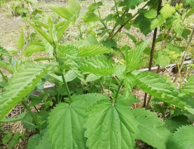 Кропива, зображення з вільних джерел