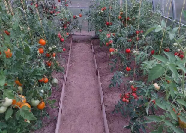 Помидоры, огород, кадр из видео