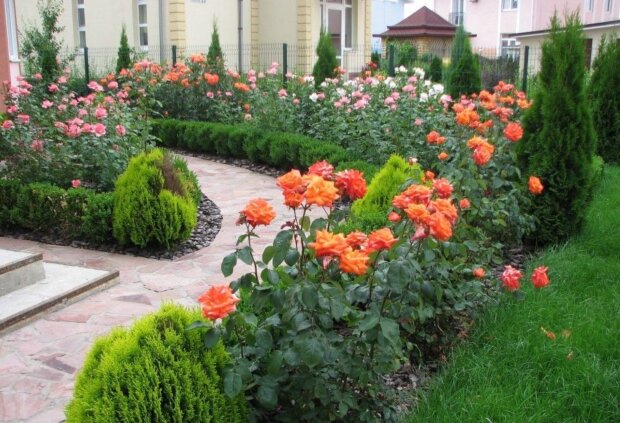 Цветы, розы, фото из свободных источников