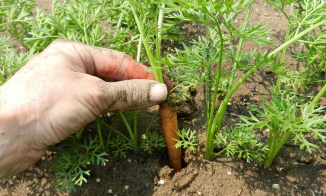 Морковь, фото из свободных источников