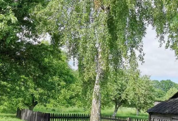 Береза, дерева, кадр з відео