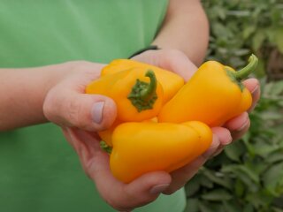 Ціни на болгарський перець в Україні