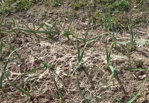 Грядки часнику, кадр з відео