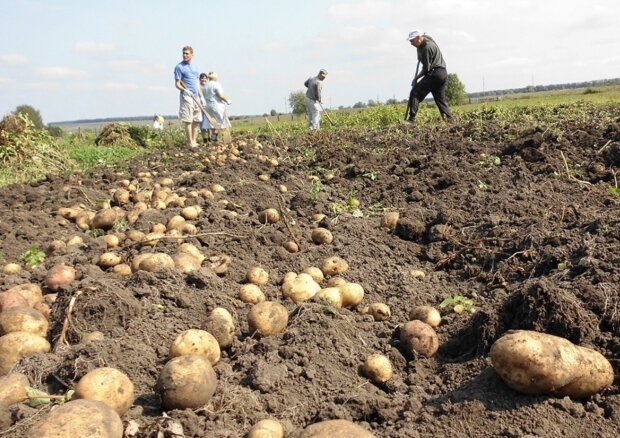 Картофель, огород, изображение из свободных источников