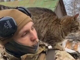 ЗСУ та котики, ілюстраційне фото