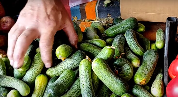 Цены на огурцы в Украине