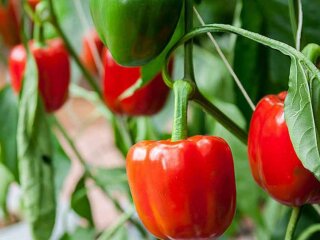 Перець, кадр із відео