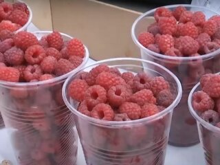 Ціни на малину в Україні