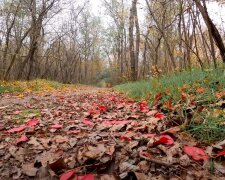 Погода у листопаді в Україні