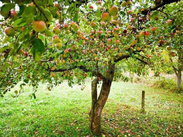 Сад, яблуня, дерева, кадр з відео