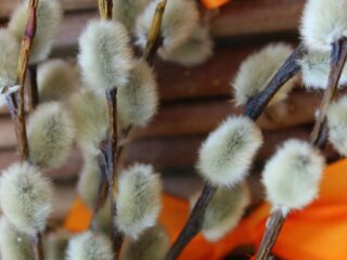 Вербна неділя, зображення з вільних джерел