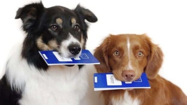 Собаки с паспортами, фото: ДПСС