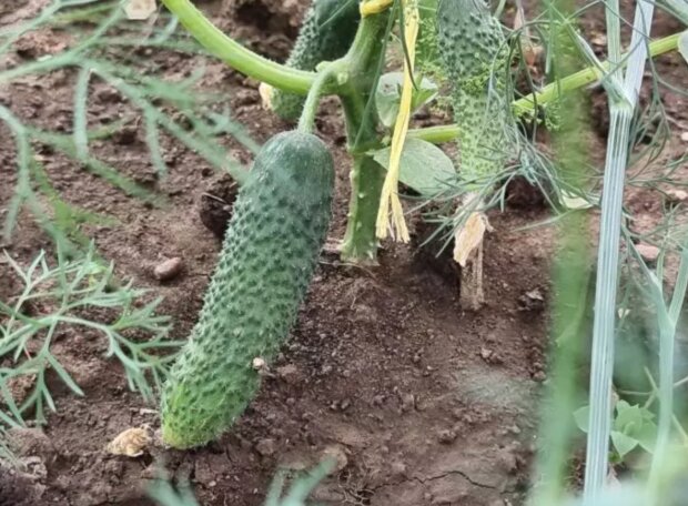 Огурцы, огород, кадр из видео