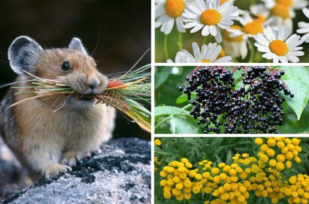 Грызуны, изображение из свободных источников