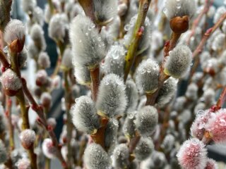 Вербна неділя, зображення з вільних джерел