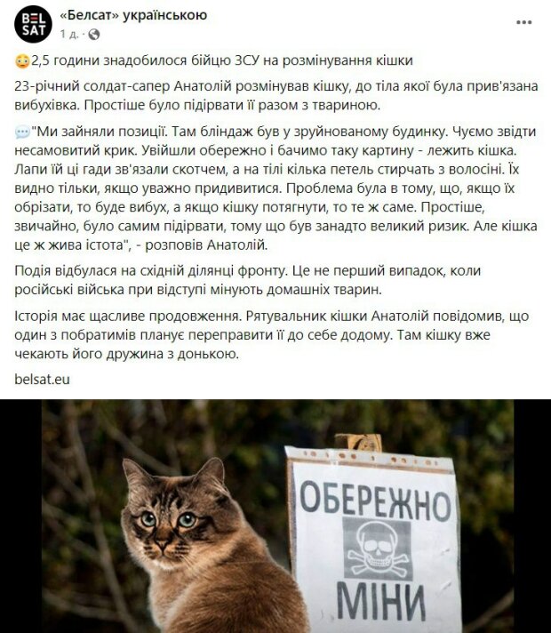 Повідомлення про кішку