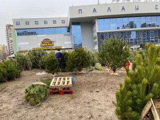 Ялинки, фото: uafinance.net