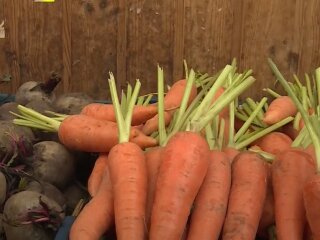 Ціна на моркву в Україні