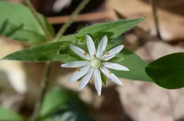 Мокрица (звездчатка), кадр из видео