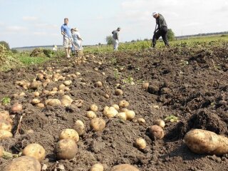 Картофель, огород, изображение из свободных источников