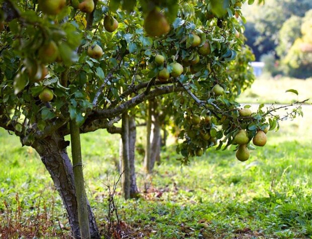 Сад, груша, дерева, кадр з відео