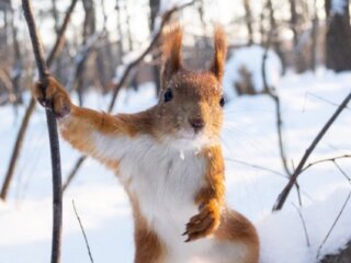 Зима, сніг, білка, фото з вільних джерел