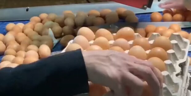 Стоимость яиц в Украине