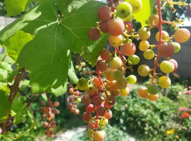 Виноград, кадр з відео