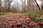 Погода в ноябре в Украине