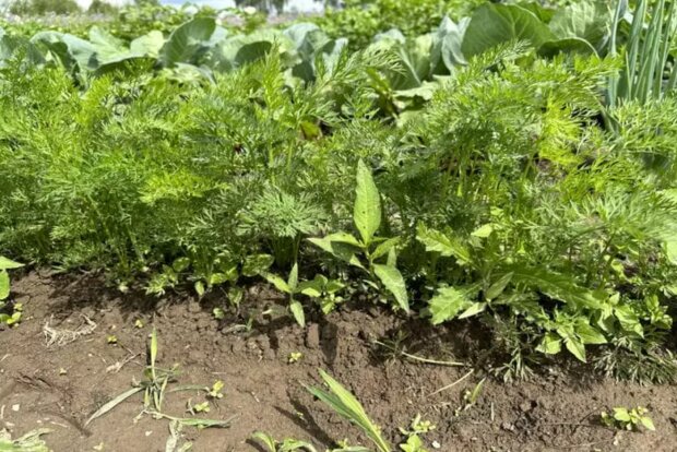 Огород, изображение из свободных источников