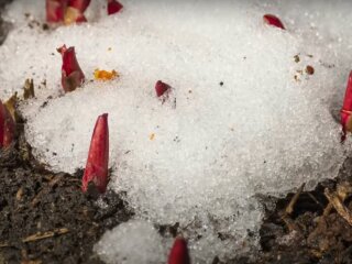 Погода в Україні