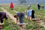 Втрати 30, 50 і навіть 100%: українські фермери втратили врожай через похолодання