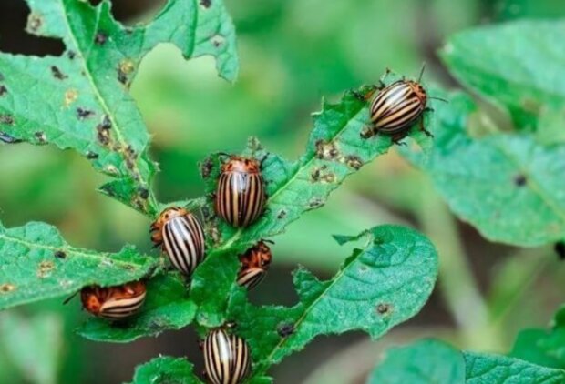 Колорадський жук, зображення з вільних джерел
