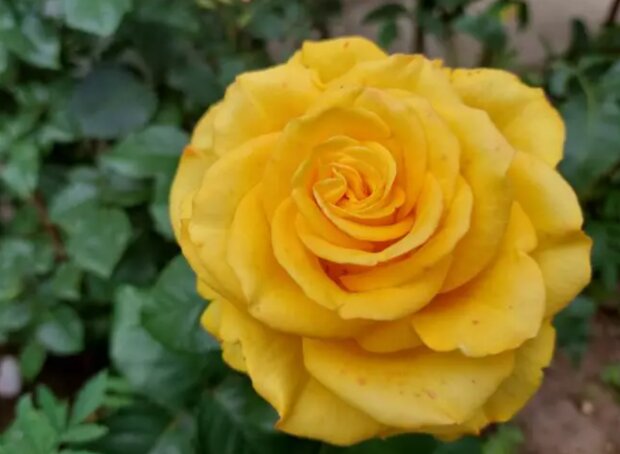 Роза, кадр из видео