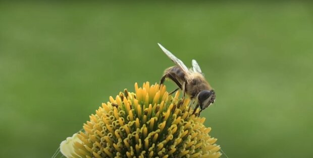 Вартість меду в Україні