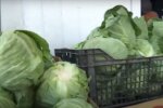 Цены на капусту в Украине