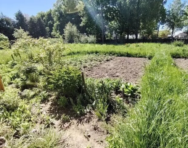 Огород, изображение из свободных источников