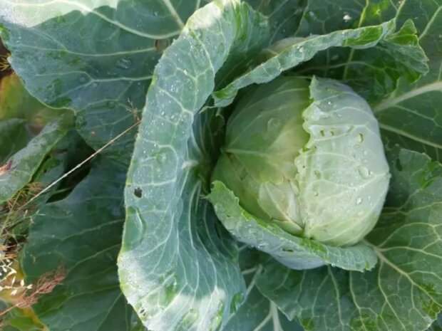 Капуста, город, зображення з вільних джерел