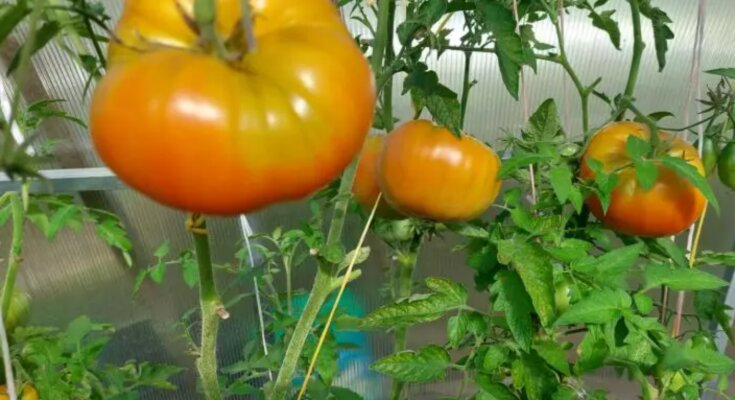 Помидоры, огород, кадр из видео