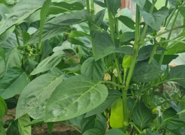 Перець, кадр із відео