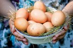 Яичная лихорадка: подорожание охватило самый популярный продукт